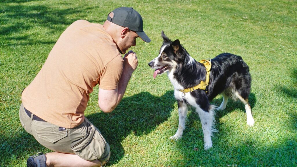 Border Collie Dressage et son maitre