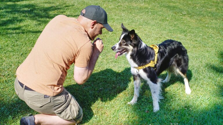 Border Collie Dressage et son maitre