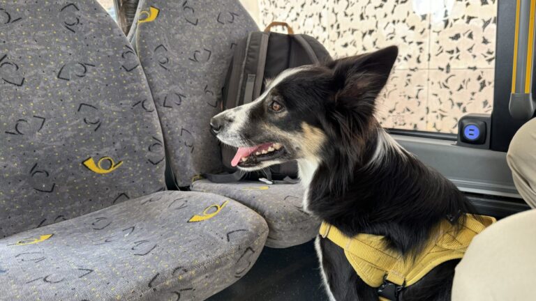 Comment voyager avec son chien en train (Suisse) ?