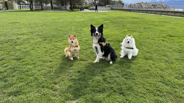Éducation canine à Lausanne, ouverture des inscriptions