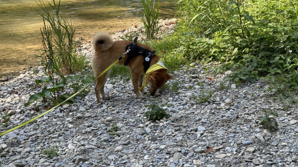Shiba Inu au bord de l'eau