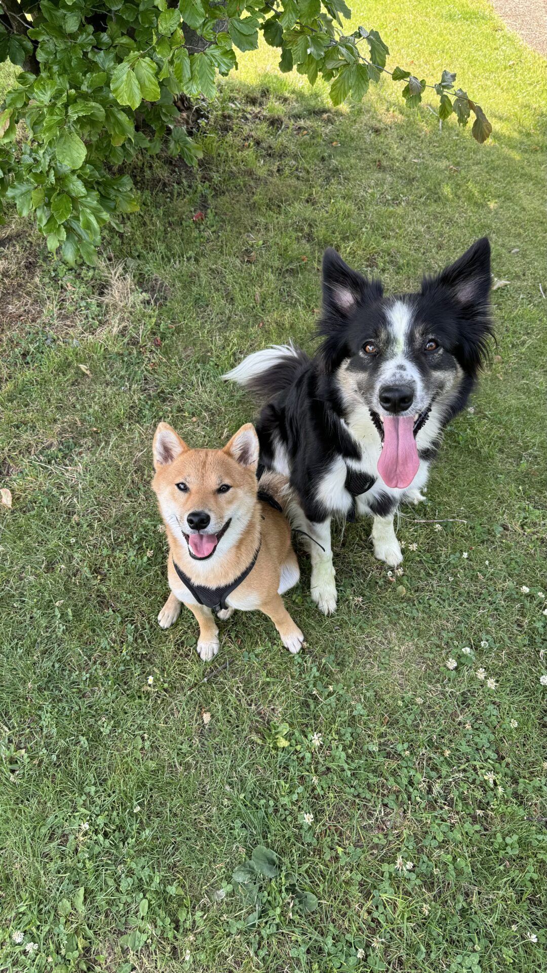 Décoration Boder Collie et Shiba Inu du moniteur en éducation canine Alain Zuber de chez AmarokSpirit