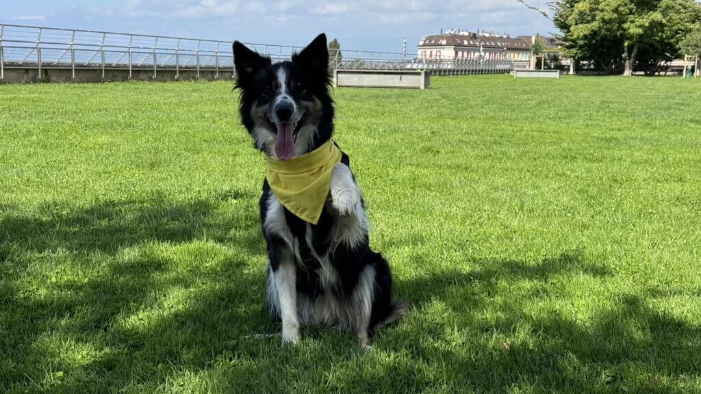 Border collier femelle avec un foulard de couleur jaune pour indiquer qu'elle est en chaleurs