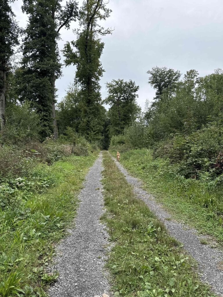 Sentier forestier avec chien au loin.