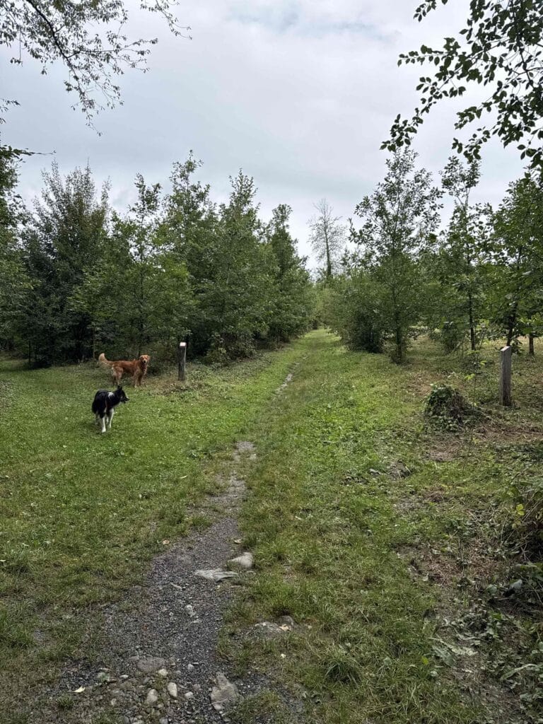 Chiens marchant sur un sentier forestier.
