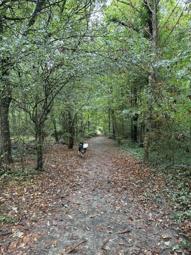 Sentier forestier avec chien à l'automne.