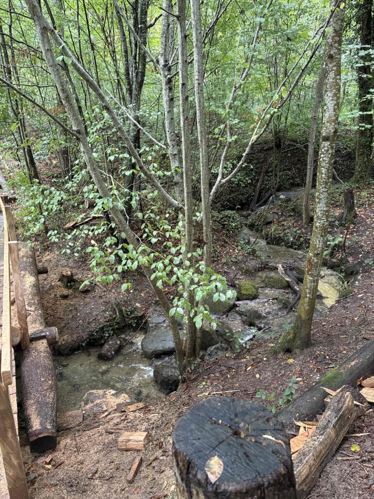 Ruisseau caché parmi des arbres en forêt.