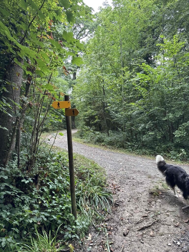 Sentier forestier avec un chien sur le chemin.