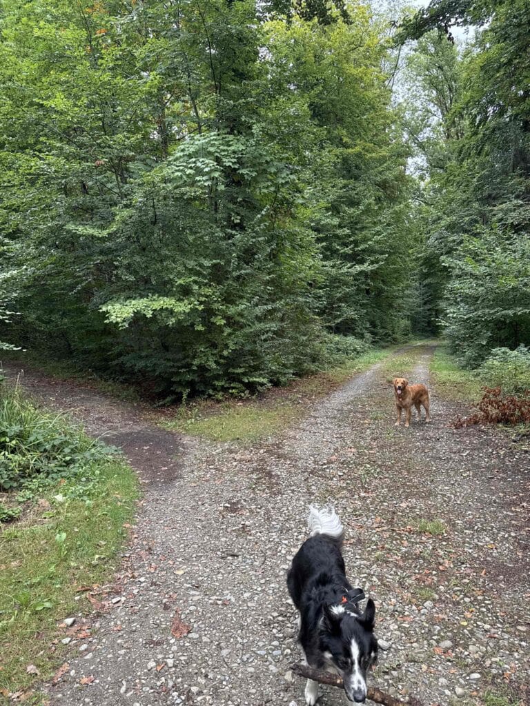 Deux chiens sur un chemin forestier verdoyant.