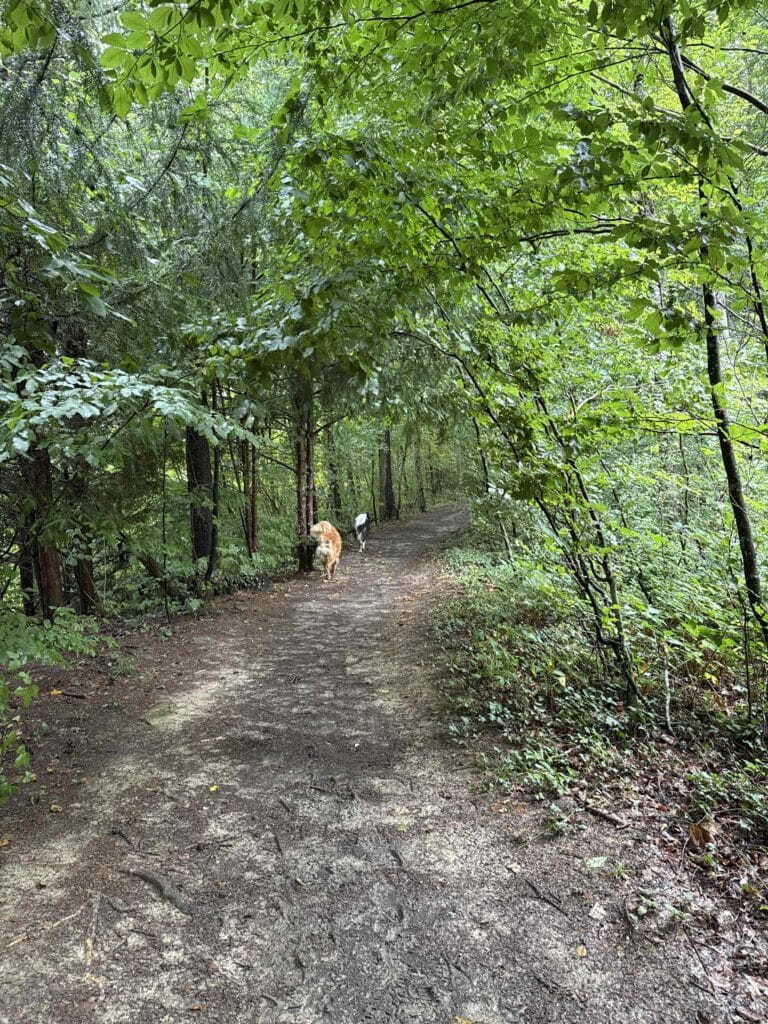 Chiens marchant sur un sentier forestier.