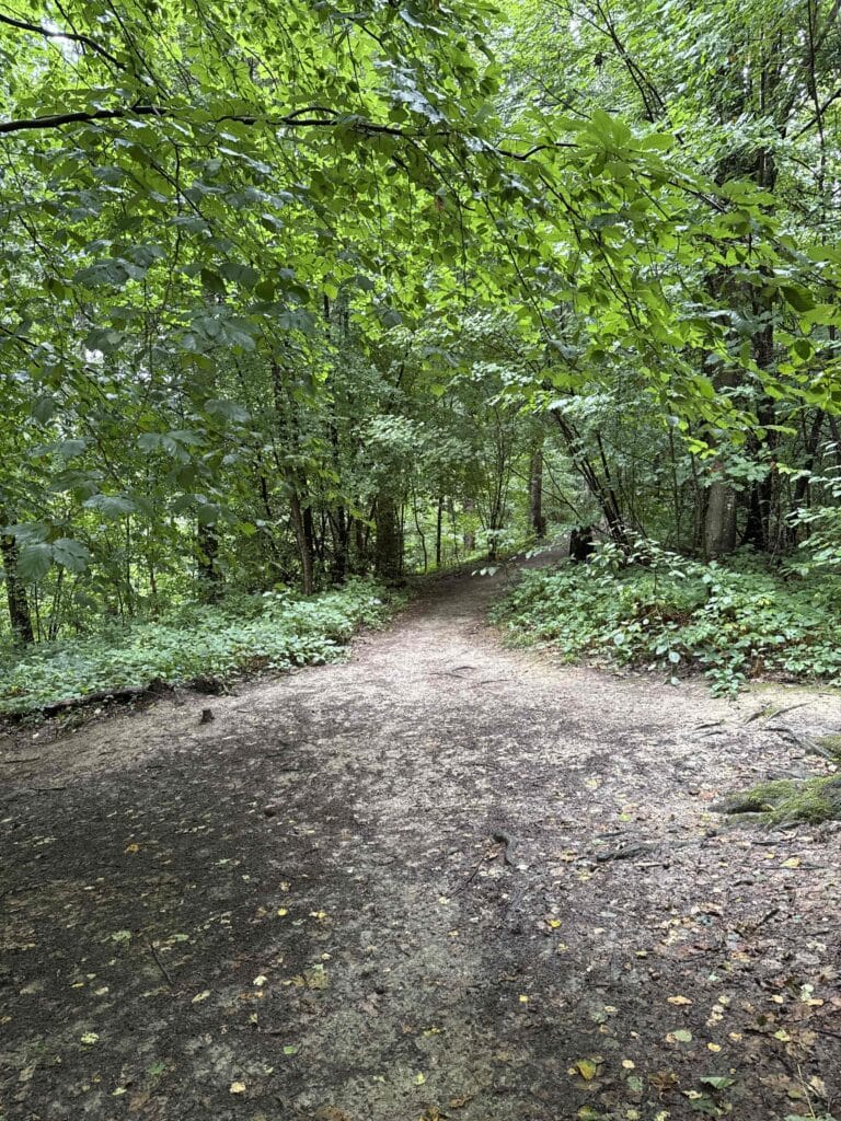 Sentier forestier ombragé par des arbres verdoyants.