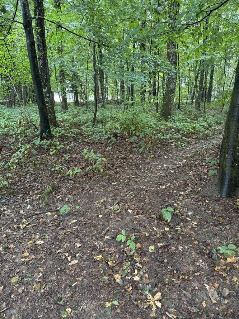 Sentier forestier couvert de feuilles et verdure.