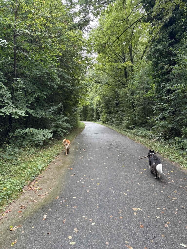 Deux chiens marchent sur un chemin forestier.