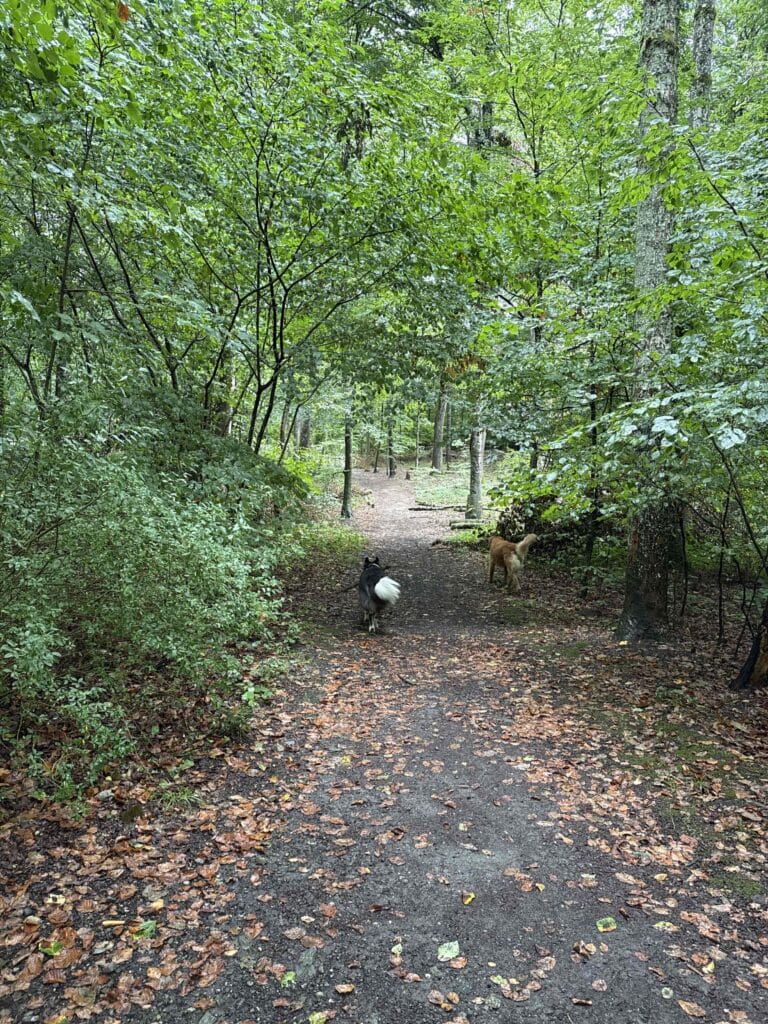 Chiens marchant dans un sentier forestier.