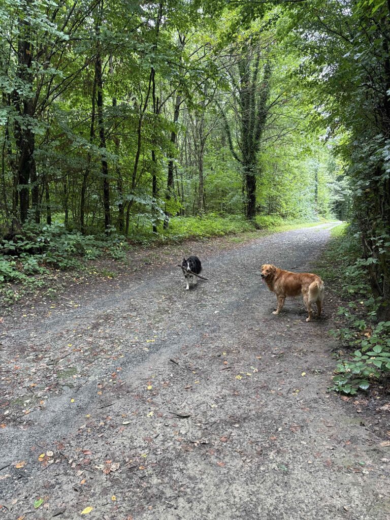 Deux chiens sur un chemin forestier