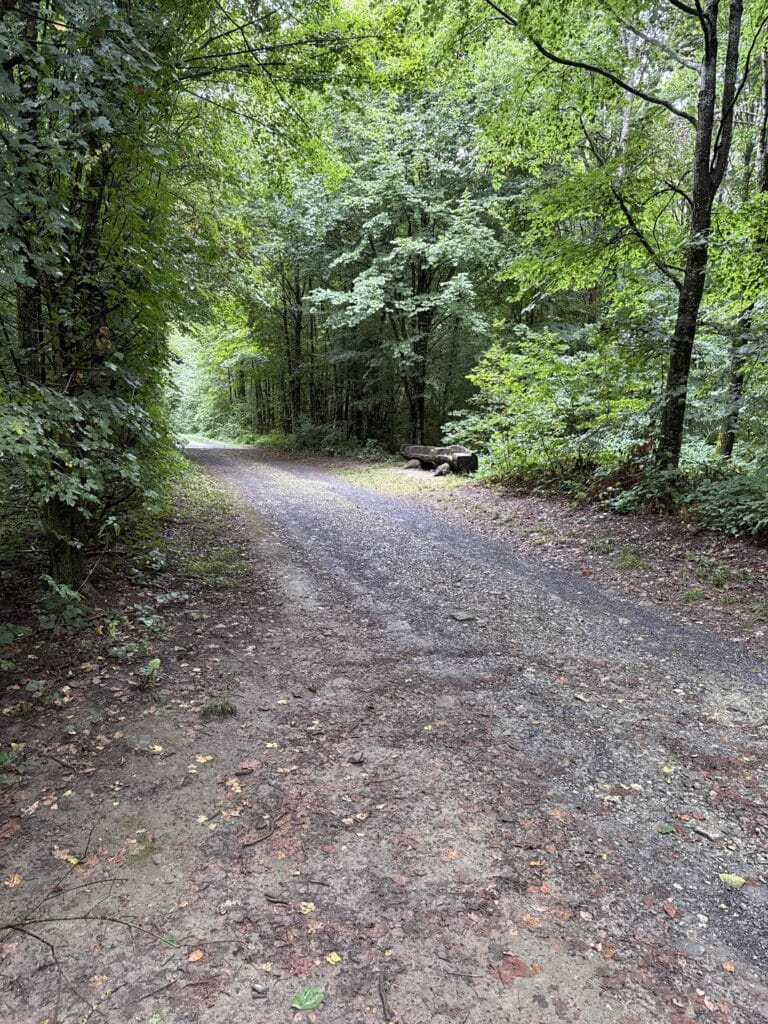 Sentier forestier bordé d'arbres verts.