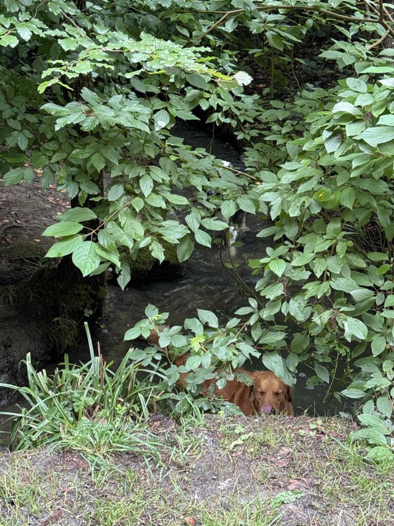 Chien brun nageant dans un ruisseau entouré de verdure.