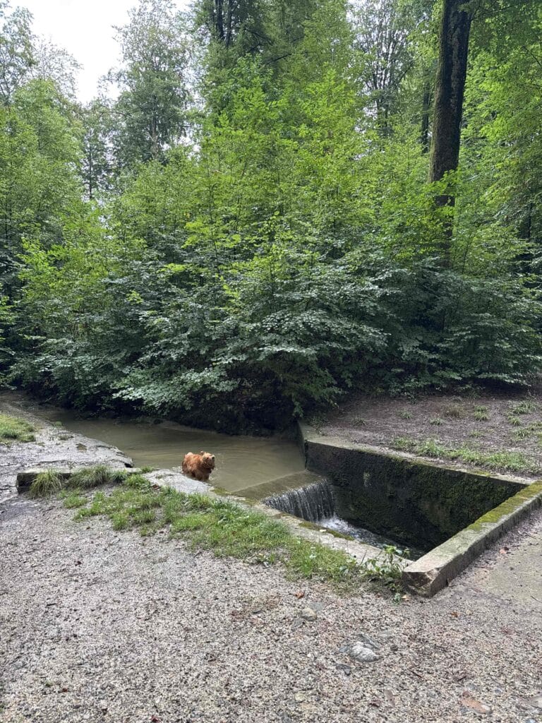 Chien dans un ruisseau en forêt.