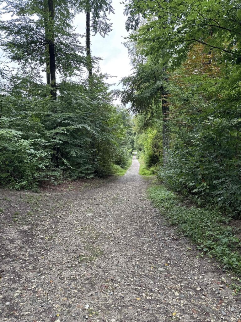 Sentier forestier entouré de verdure.