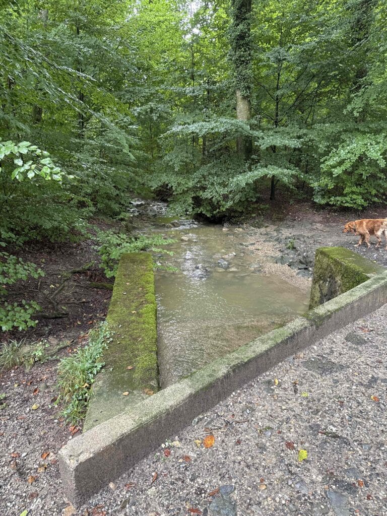 Petit ruisseau traversant forêt verdoyante.