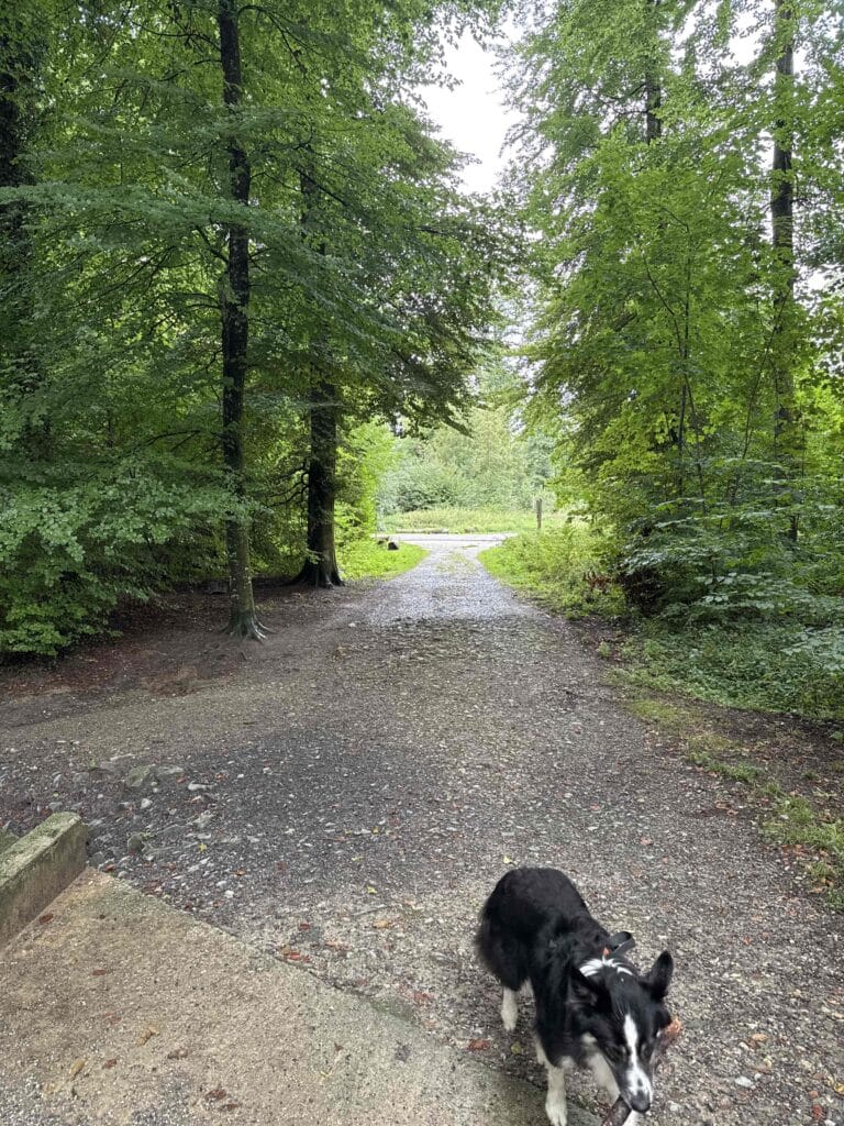 Chemin forestier avec un chien marchant