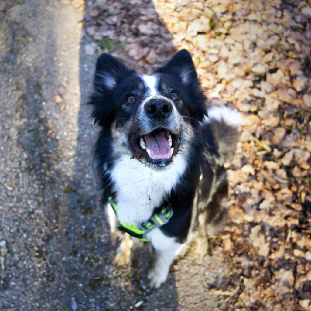 Chien heureux assis sur un chemin couvert de feuilles.