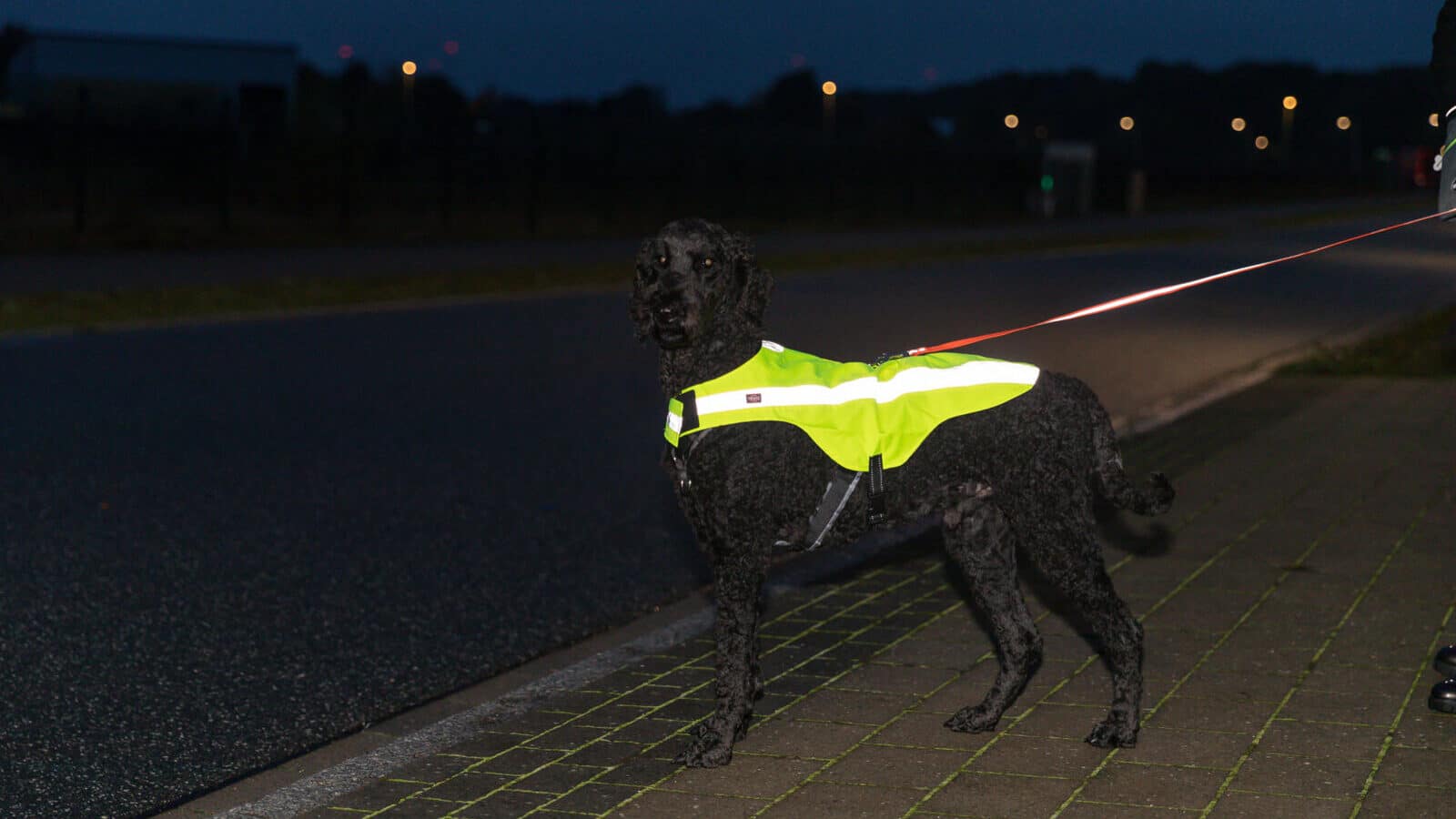 Chien noir avec gilet jaune fluo en laisse.