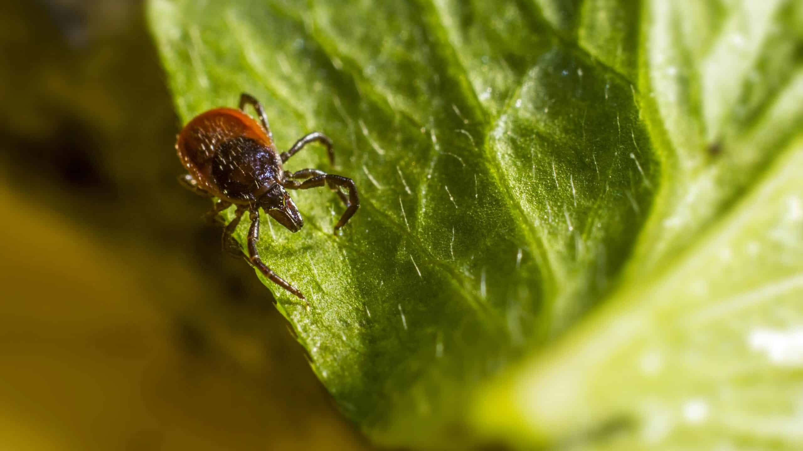 Close-up image showcasing a tick perched on a green leaf, emphasizing details.