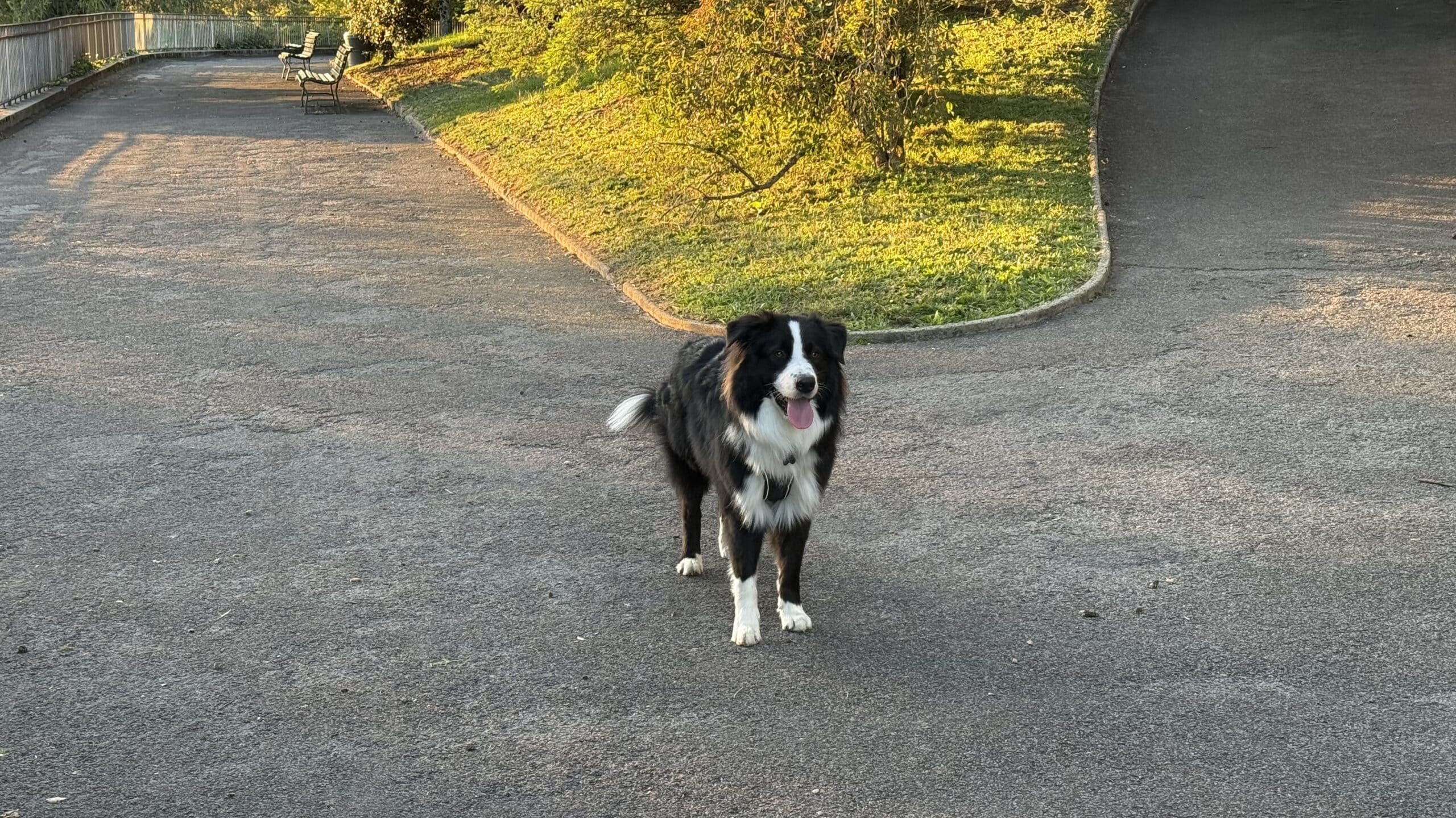 Chien noir et blanc sur une allée ensoleillée.