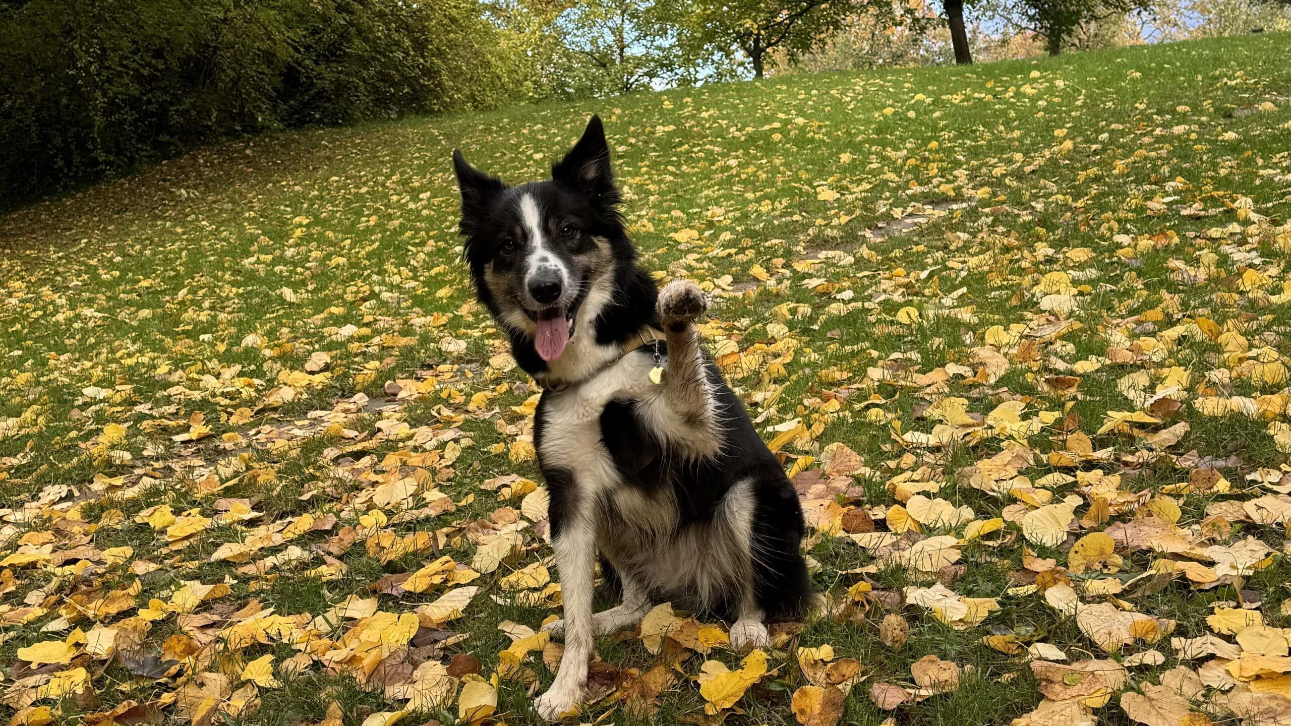 Chien assis sur feuilles d'automne dans parc.