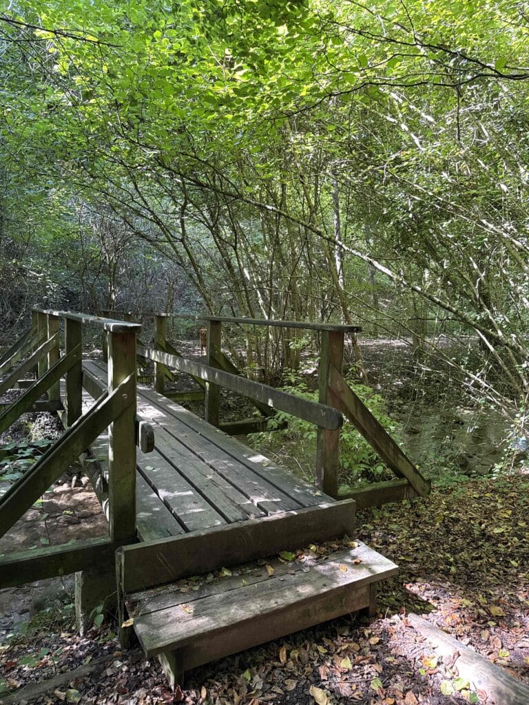 Pont en bois au milieu de la forêt verdoyante.