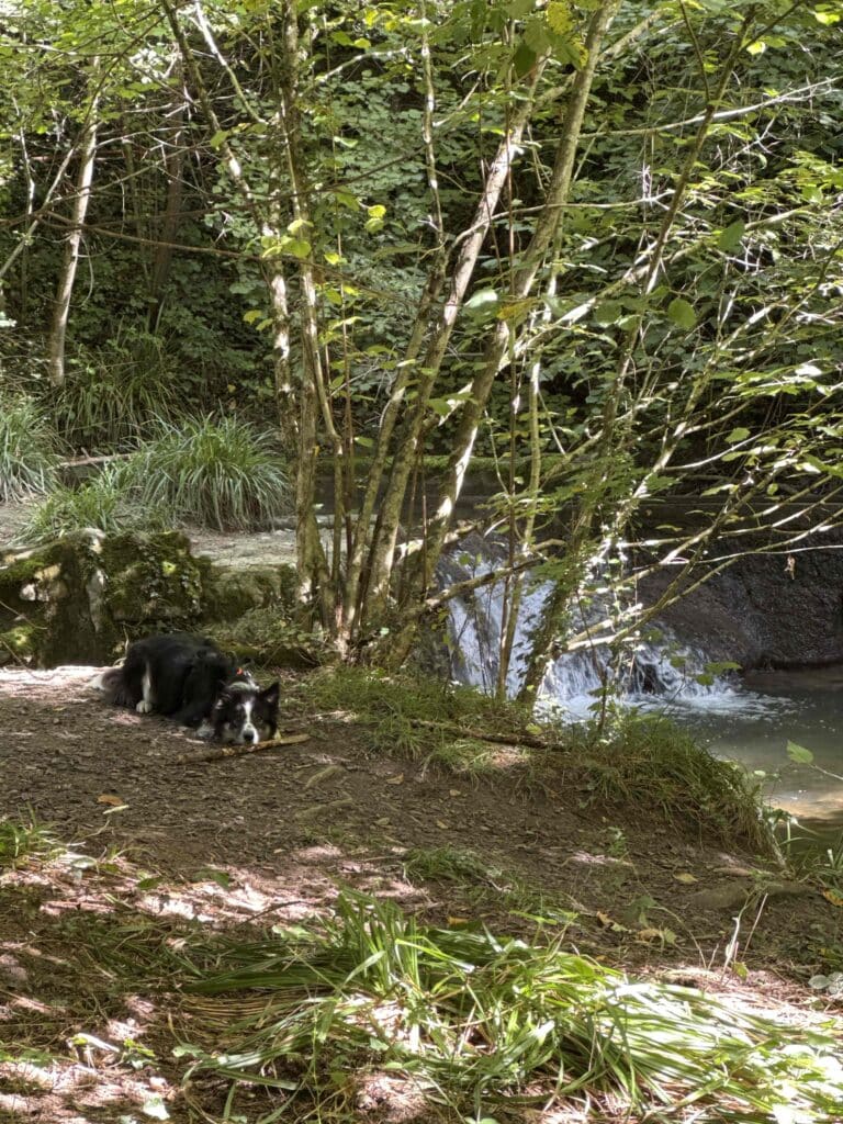 Chien couché près d'une cascade en forêt.