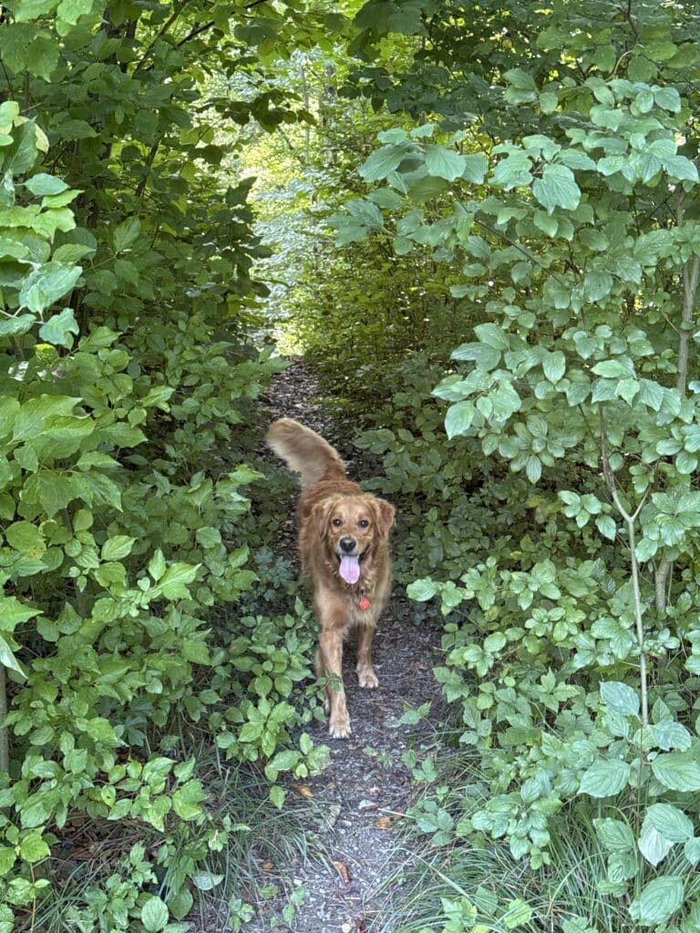 Chien marchant sur un sentier forestier verdoyant.