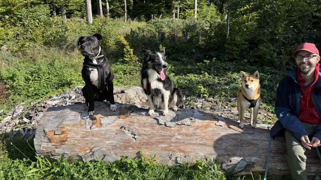 Trois chiens sur un tronc avec un homme.
