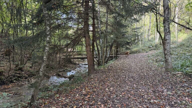 Sentier forestier avec ruisseau et chien.