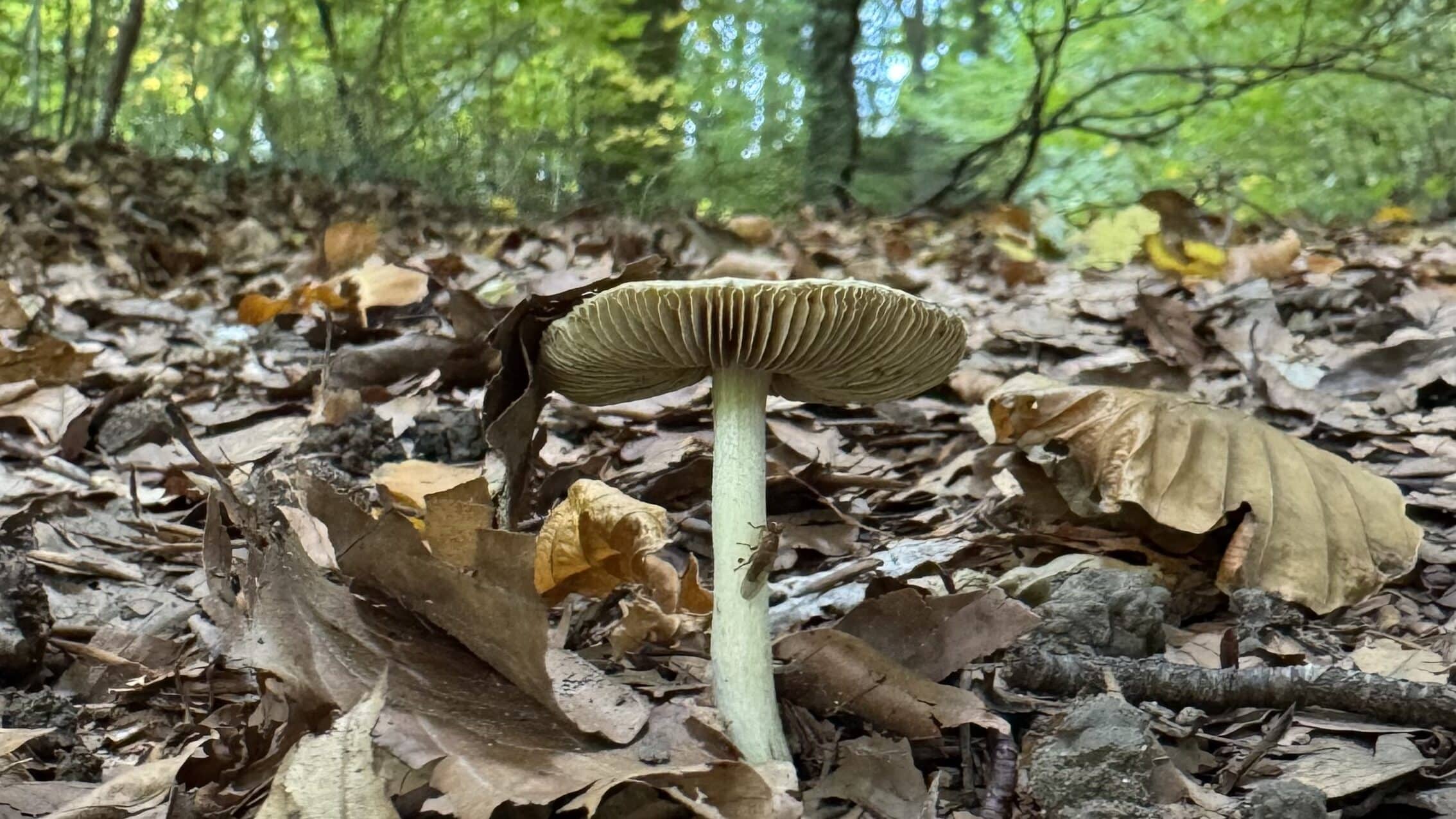 Champignon poussant sur sol couvert de feuilles en forêt.
