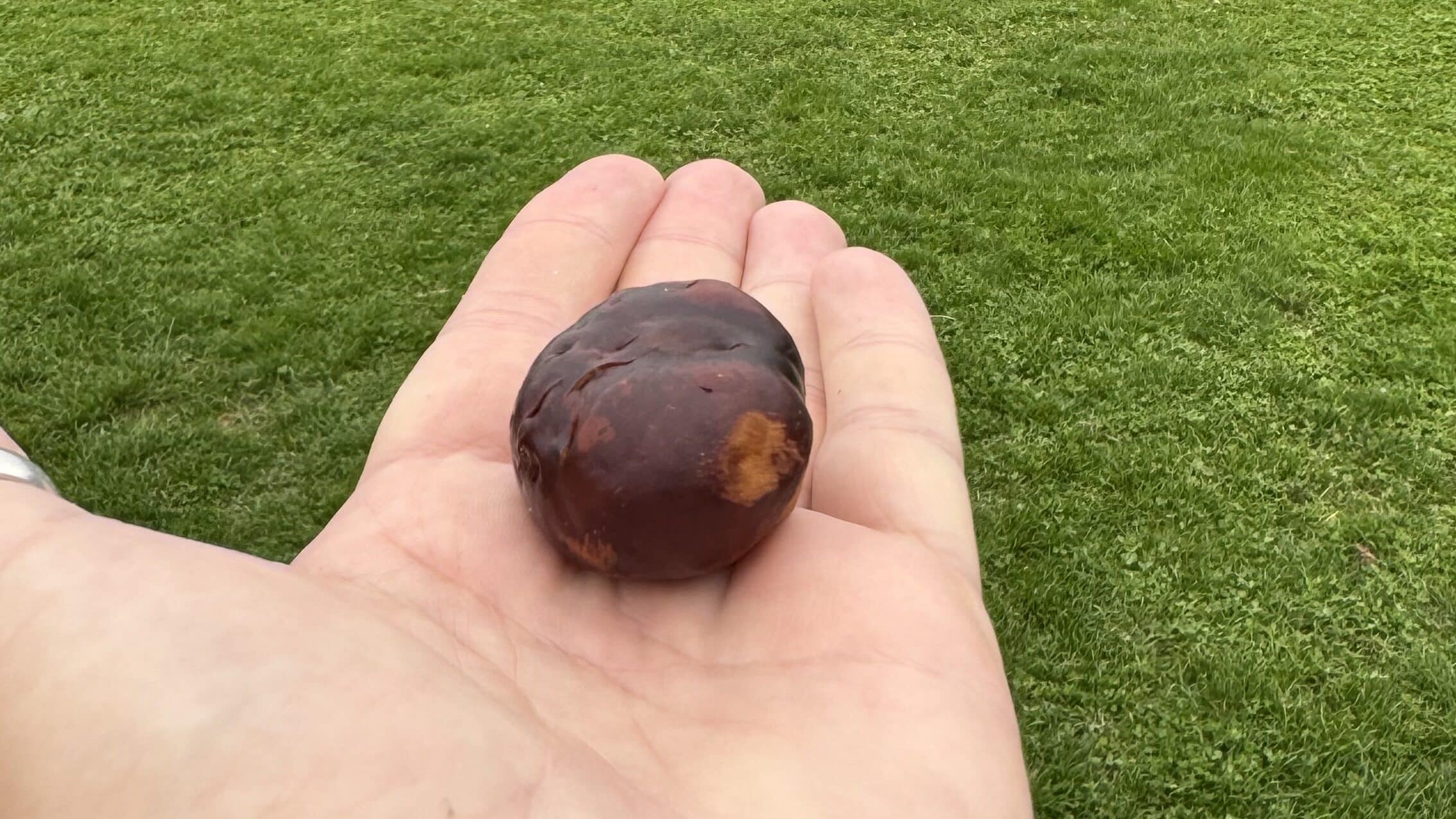 Marron sur main, herbe verte environnante.