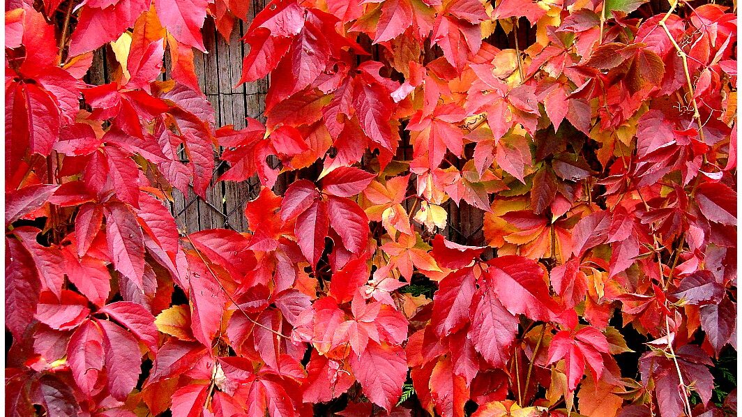 Vigne Vierge sur une palissade. Feuilles rouges d'automne sur fond de bois.