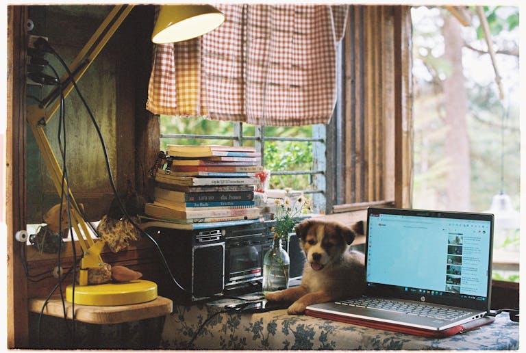 A cozy indoor setting with a puppy, books, laptop, and lamp by a window, showcasing a relaxing workspace.