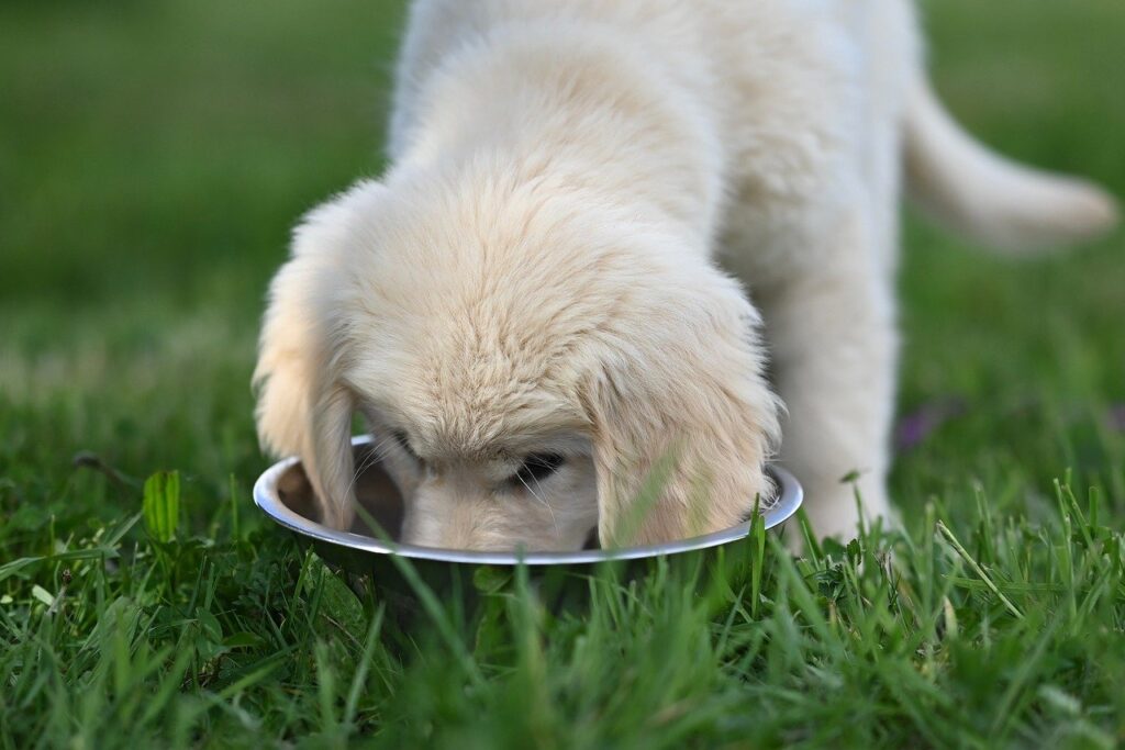 golden retriever amber, puppy, young golden dog, amber golden and her bowl, nature, companion dog