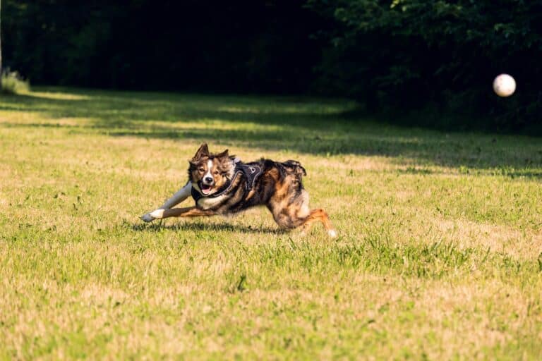 Energetic Border Collie dog playing fetch in a sunny park field.